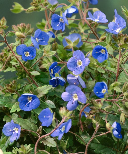 Veronica umbrosa 'Georgia Blue', Ehrenpreis, blau, ca. 9x9 cm Topf