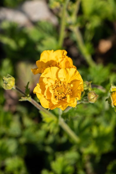 Geum chiloense 'Goldball', Nelkenwurz, leuchtend gelb, ca. 9x9 cm Topf