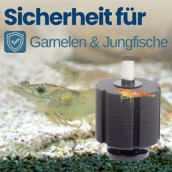 Schwammfilter für Garnelen und Jungfische im Aquarium