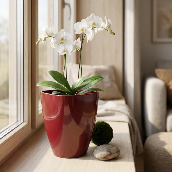 Weiße Orchidee in einem glänzenden roten Blumentopf auf einer hellen Holzfensterbank vor einem Wohnzimmerfenster.