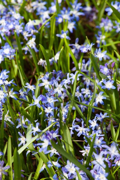 Chionodoxa forbesii, Schneeglanz, blau, ca. 9x9 cm Topf