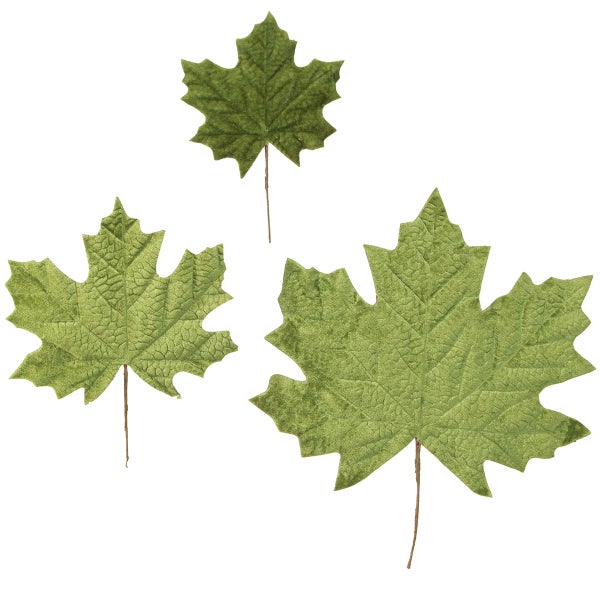 Drei Ahornblätter zur Dekoration