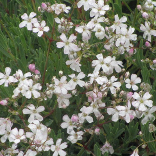 Blüten des Gipskrauts