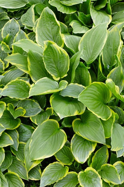Hosta plantaginea 'So Sweet', Duftende Funkie, ca. 11x11 cm Topf