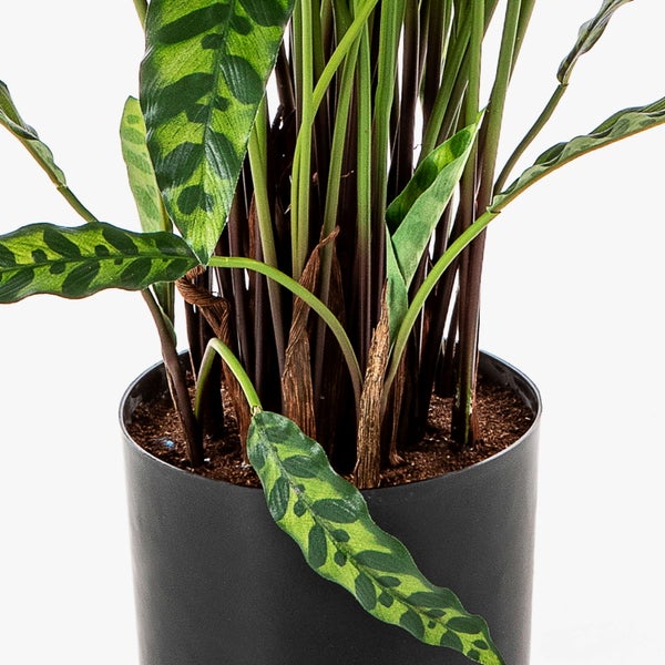 Nahaufnahme einer Korbmarante Calathea lancifolia mit gemusterten Blättern in einem schwarzen Topf.