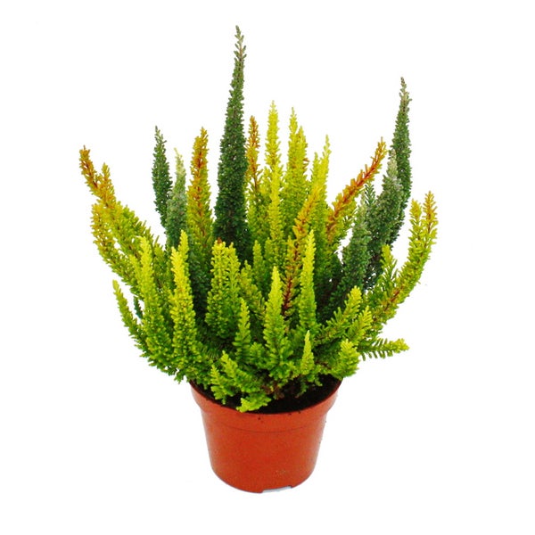 Calluna Green Nature Grüne Besenheide Heidekraut winterhart 11cm Topf Set mit 6 Pflanzen versch. Grüntöne pro Topf