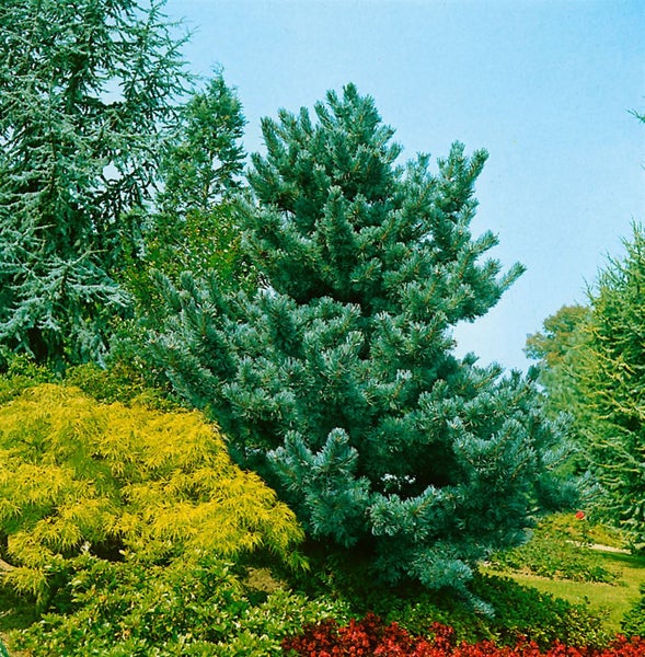Blauer Zwergkieferbaum im Garten