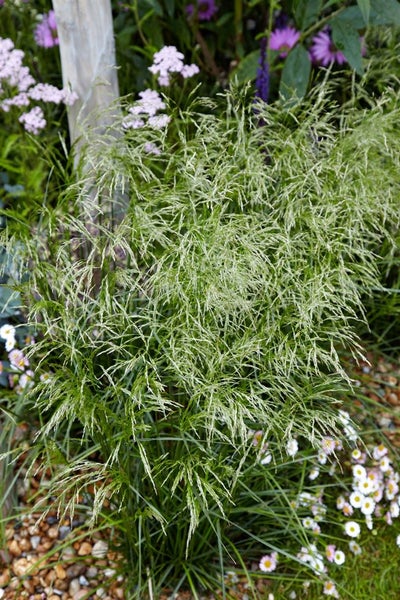 Deschampsia cespitosa, Rasen-Schmiele, ca. 9x9 cm Topf