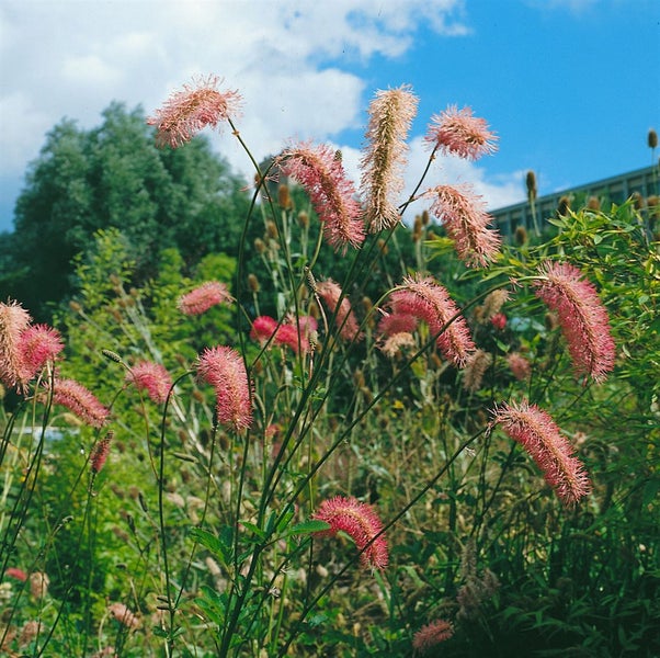 Sanguisorba obtusa, Japanischer Wiesenknopf, rosa Blüten, ca. 11x11 cm Topf