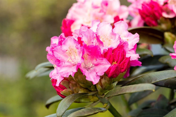 Rhododendron yakushimanum 'Kalinka', rosa Blüten, 30–40 cm