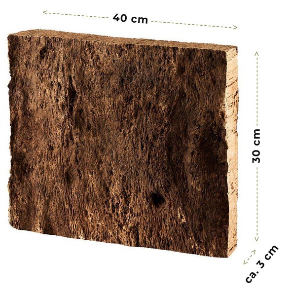 Naturkorkplatte für Terrarien mit einer Breite von 40 Zentimetern, einer Höhe von 30 Zentimetern und einer Stärke von circa 3 Zentimetern.