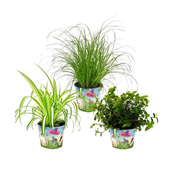 Set mit drei verschiedenen Futterpflanzen für Nager in bunten Dekotöpfen mit Hasenmotiven.