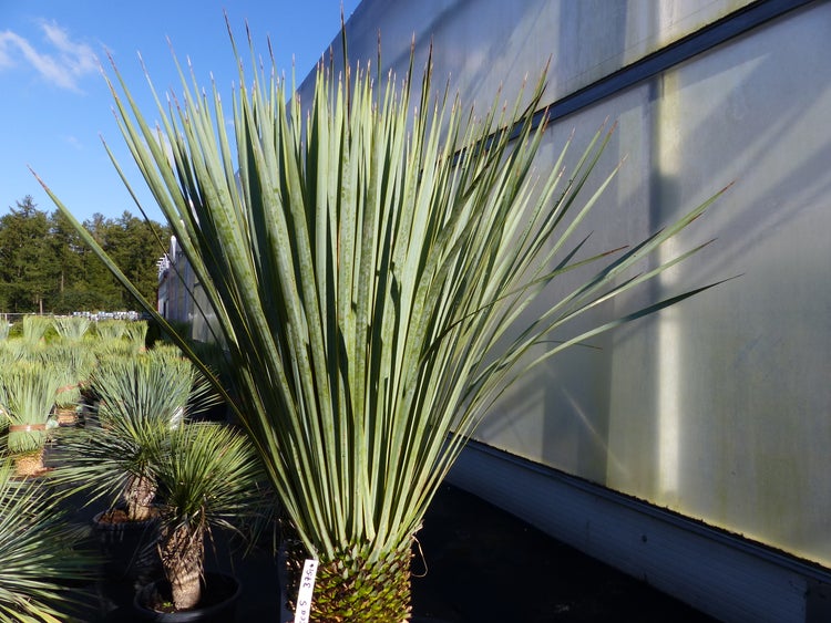 Yucca-Pflanze mit langen, spitzen Blättern im Außenbereich eines Gartenmarktes vor einem Gewächshaus.