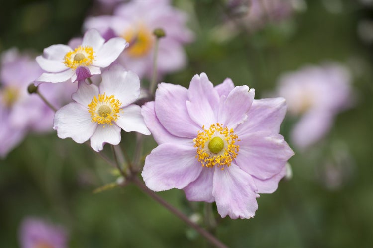 Anemone tomentosa 'Septemberglanz', Herbst-Anemone, rosa, ca. 9x9 cm Topf