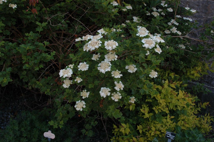 Viburnum opulus, Gewöhnlicher Schneeball, 100–125 cm, weiße Blüten
