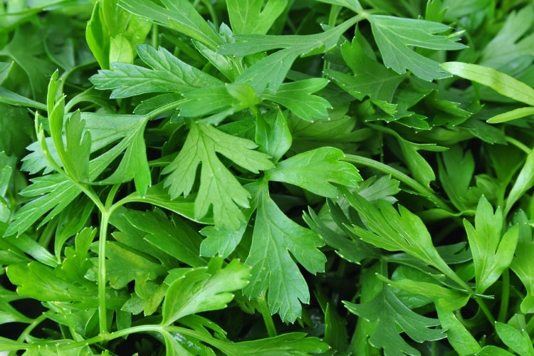 SAFLAX Anzucht Set - BIO - Kerbel - Anthriscus cerefolium - 800 Samen - Mit Mini-Gewächshaus, Anzuchtsubstrat und 2 Töpfen