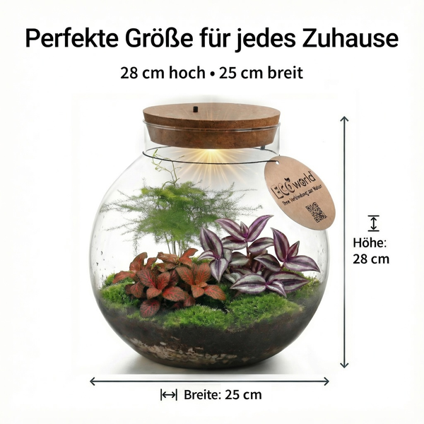 Rundes Glas-Terrarium mit Pflanzen und LED-Beleuchtung im Holzdeckel, 28 Zentimeter hoch und 25 Zentimeter breit.