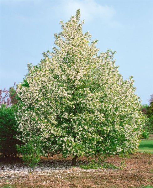 Pyrus communis 'Gräfin von Paris', Birne, 150–200 cm