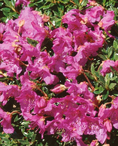 Rhododendron keleticum, Zwerg-Rhododendron, lila Blüten, 15–20 cm