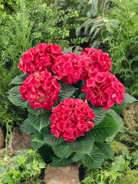 Hydrangea macrophylla 'Alpenglühen', Hortensie, rot, 50–60 cm