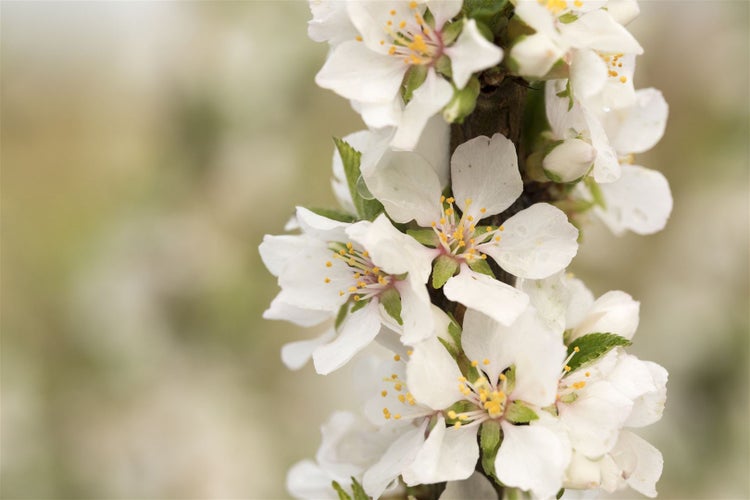 Prunus tomentosa, Nanking-Kirsche, 60–100 cm, winterhart