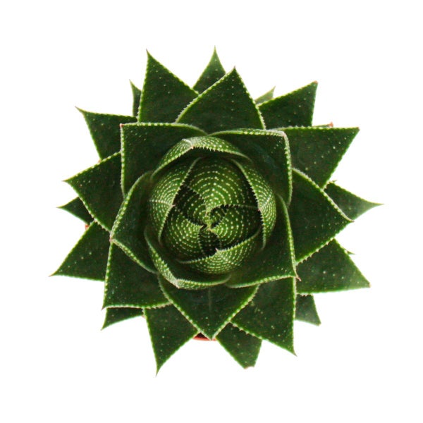 Aloe Cosmo - kugelförmige Aloe - 12cm Topf - sukkulente Zimmerpflanze