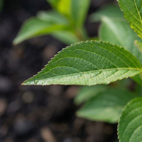 Nahaufnahme eines grünen Blattes mit gezacktem Rand