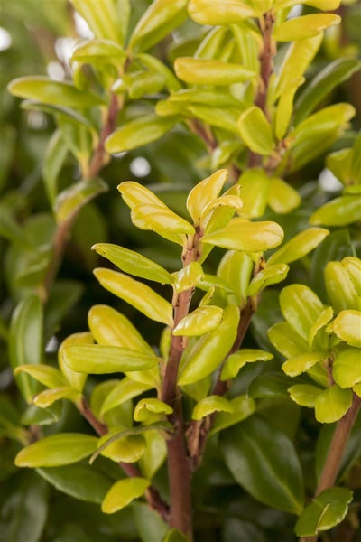Ilex crenata 'Convexa', Japanische Stechpalme, immergrün, 20–25 cm