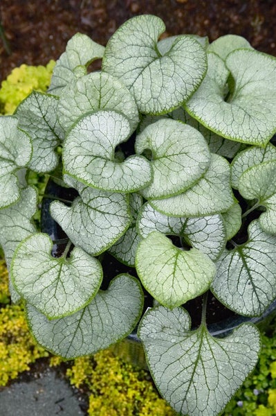 Brunnera macrophylla 'Looking Glass', Kaukasusvergissmeinnicht, ca. 11x11 cm Topf