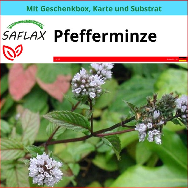 SAFLAX Geschenk Set - Pfefferminze - Mentha piperita - 300 Samen - Mit Geschenkbox, Versandaufkleber, Geschenkkarte und Anzuchtsubstrat