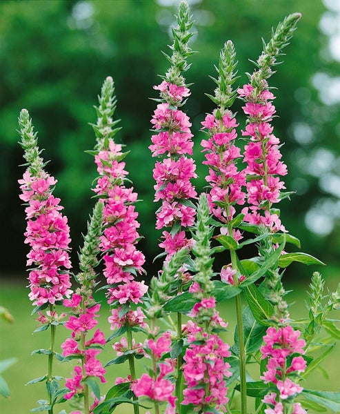 Lythrum salicaria 'Blush', Blutweiderich, rosa, ca. 11x11 cm Topf