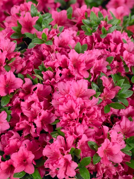 Rhododendron obtusum 'Michiko', Azalee, rosa Blüten, 15–20 cm