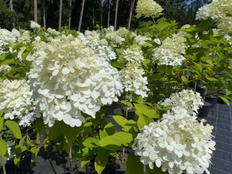 Rispenhortensie mit weißen Blütenständen und grünen Blättern in schwarzen Pflanztöpfen im Außenbereich.