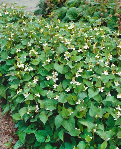 Houttuynia cordata 'Plena', Herzblatt, ca. 9x9 cm Topf, buntlaubig