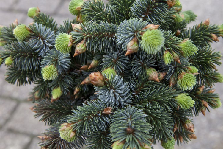Picea sitchensis 'Silberzwerg', Sitka-Fichte, silbrig, 25–30 cm