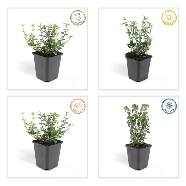 Bodendecker - Kriechspindel - Euonymus fortunei 'Emerald Gaiety' - 9cm Topf - Set mit 40 Pflanzen