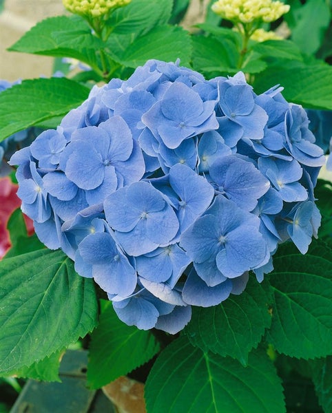 Hydrangea macrophylla 'Bodensee', Hortensie, blau, 40–60 cm