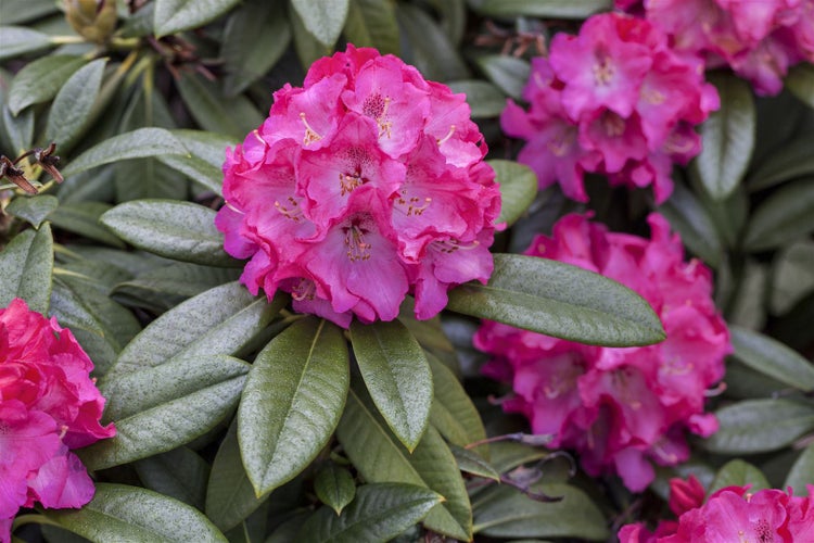 Rhododendron Hybr. 'Nofretete', Rhododendron, rosa Blüten, 30–40 cm