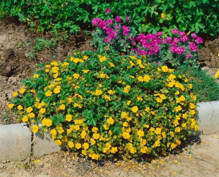 Potentilla neumanniana 'Nana', Fingerkraut, gelb, ca. 9x9 cm Topf