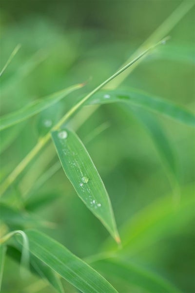 Fargesia rufa, Bambus, immergrün, 80–100 cm