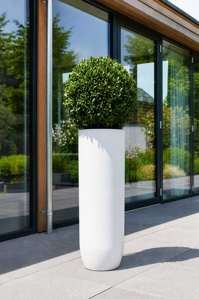 Hoher weißer Pflanzkübel mit kugelförmigem Buchsbaum auf einer modernen Terrasse vor einer Glasfront.