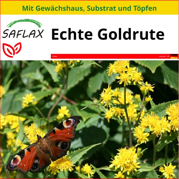 SAFLAX Anzucht Set - Echte Goldrute - Solidago virgaurea - 100 Samen - Mit Mini-Gewächshaus, Anzuchtsubstrat und 2 Töpfen