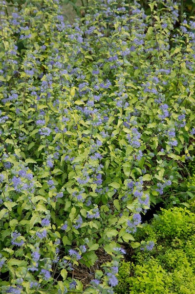 Caryopteris clandonensis 'Summer Sorbet', Bartblume, buntlaubig, 40–60 cm