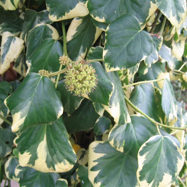 Nahaufnahme von Efeu mit gelb gefärbten Blatträndern und noch nicht geöffneten Blüten