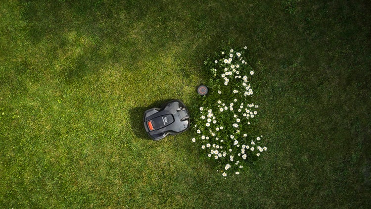 Draufsicht eines Rasenmähroboters auf einer Rasenfläche mit Gänseblümchen