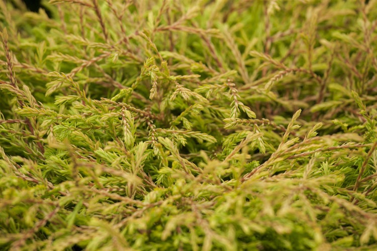 Thuja occidentalis 'Golden Tuffet', gelbgrün, 20–25 cm