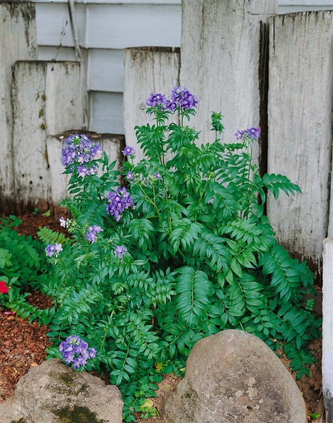 Jakobsleiterblume mit grünen Blättern und lila Blüten im Gartenbeet