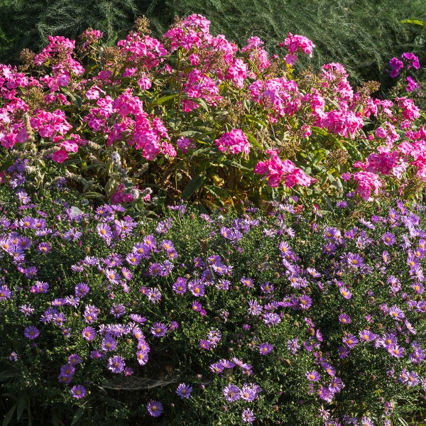 Dicht bepflanztes, organisiertes Blumenbeet mit pinkfarbenem Phlox und lila Astern, grünes Laub, helle Gartenansicht.