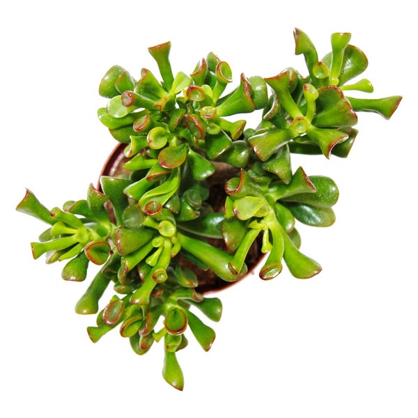 Dickblatt - Löffelbaum - Crassula Hobbit - Sukkulente Zimmerpflanze - 12cm Topf