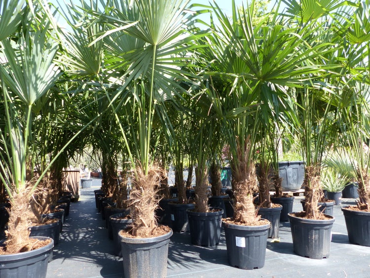 XXL Palme winterhart 180 - 190 cm Trachycarpus fortunei, Hanfpalme, Top-Qualität